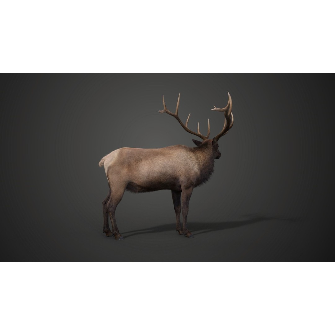 Male Elk 3D Model – Animated Rigged Character with PBR Textures - View 11