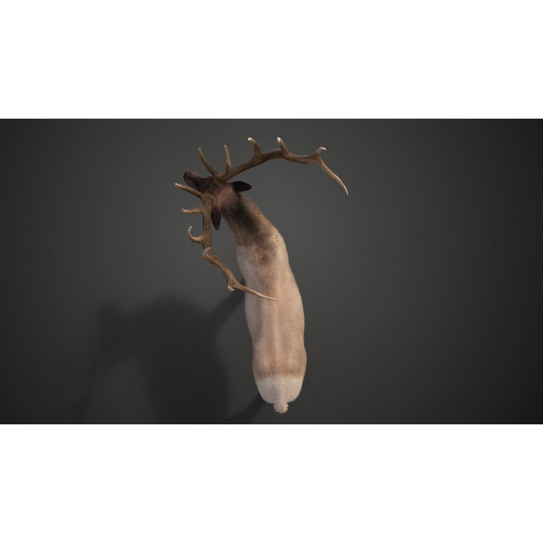 Male Elk 3D Model – Animated Rigged Character with PBR Textures - View 13