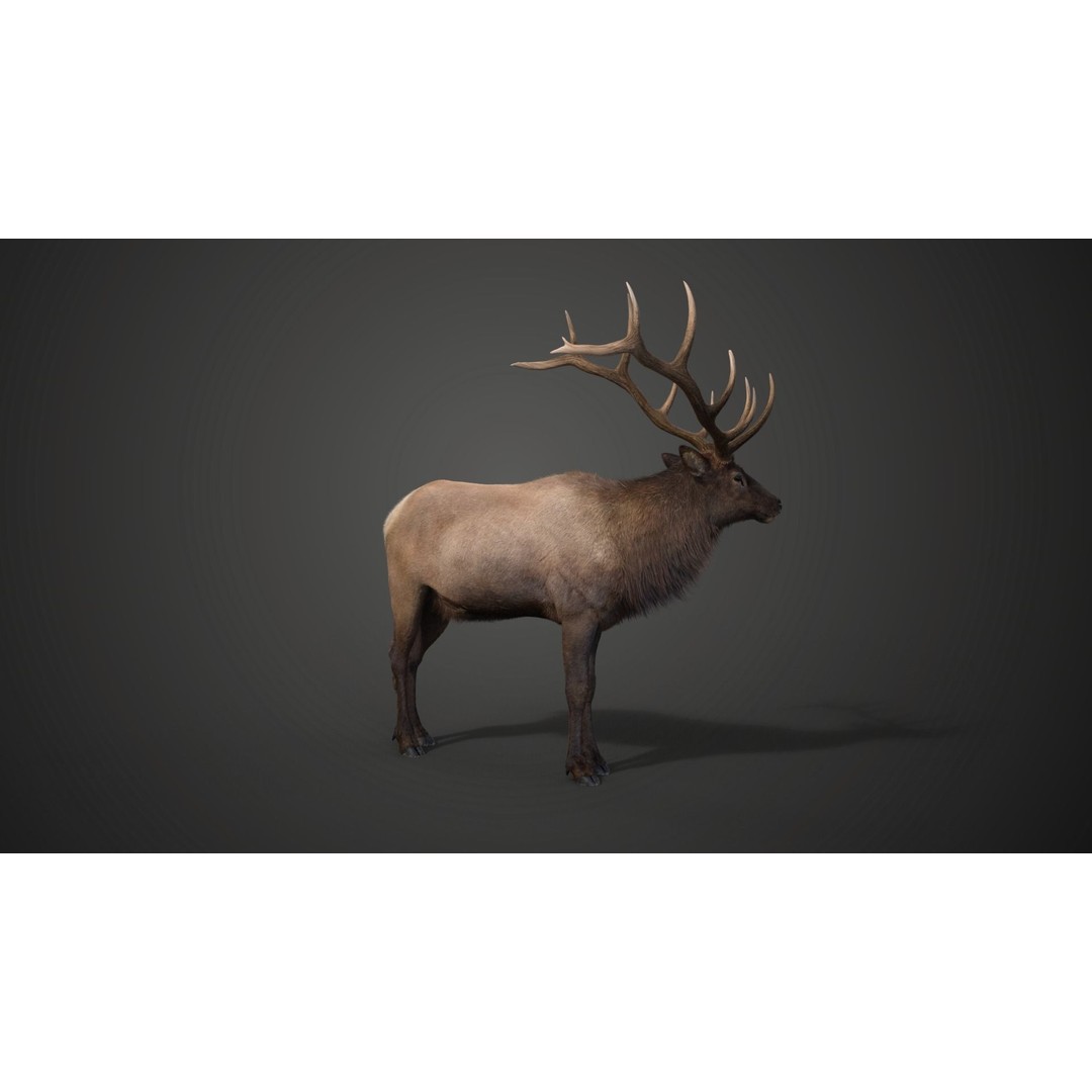 Male Elk 3D Model – Animated Rigged Character with PBR Textures - View 14