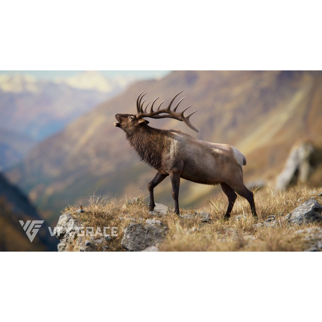 Male Elk 3D Model – Animated Rigged Character with PBR Textures - View 3