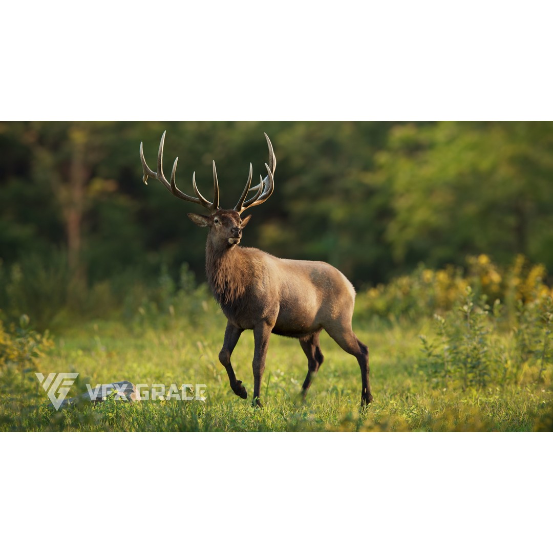 Male Elk 3D Model – Animated Rigged Character with PBR Textures - View 7