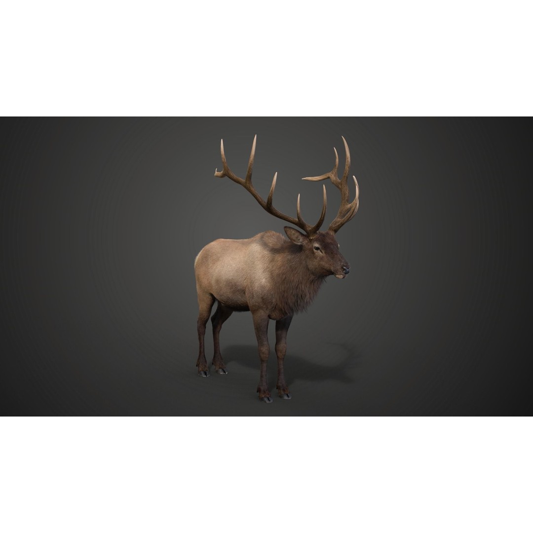 Male Elk 3D Model – Animated Rigged Character with PBR Textures - View 9
