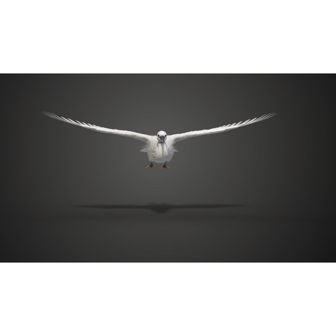 Egret 3D Model – Realistic Animated Bird with Rigging and Textures - View 10