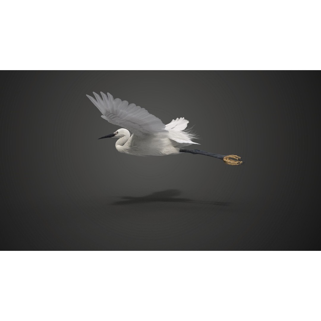Egret 3D Model – Realistic Animated Bird with Rigging and Textures - View 11