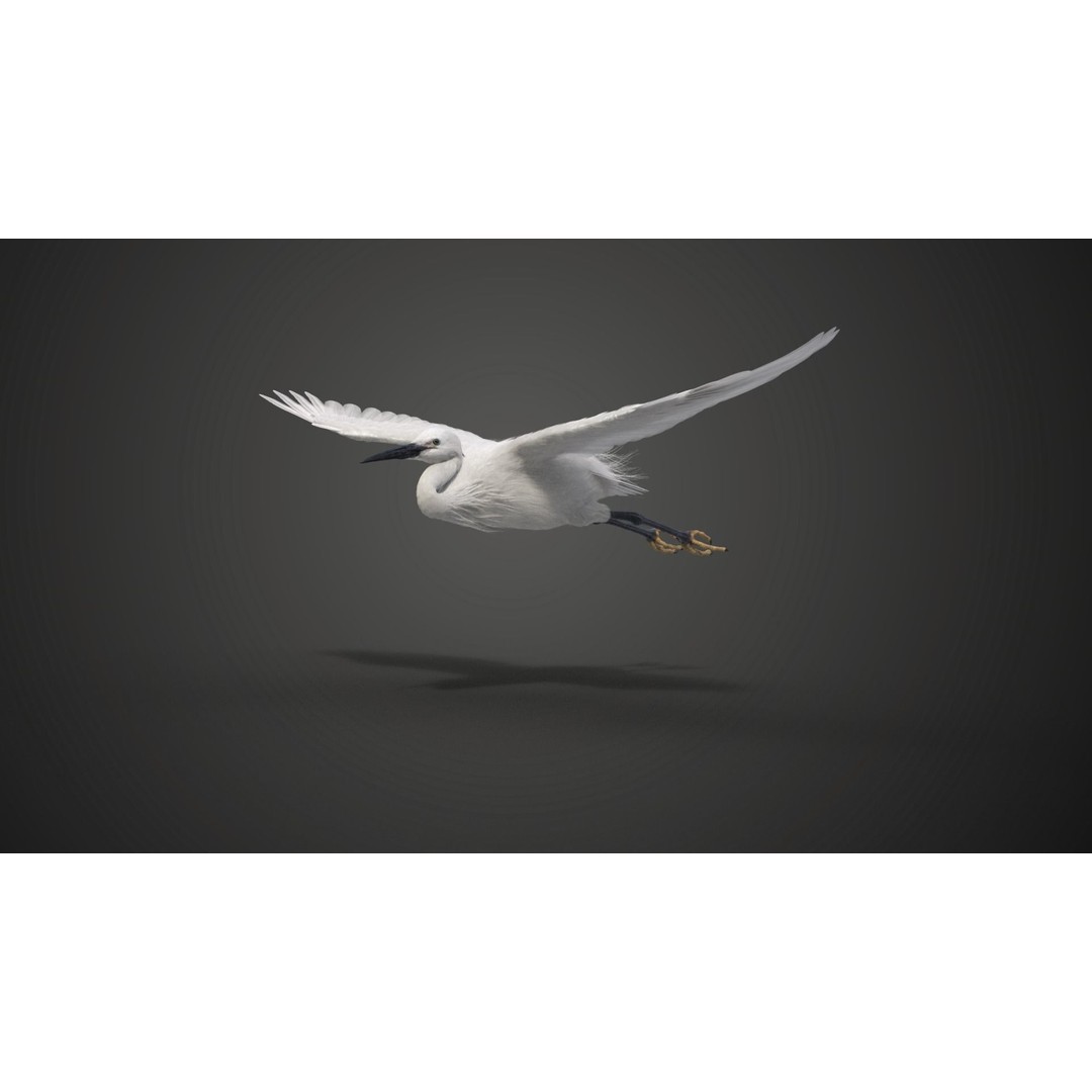 Egret 3D Model – Realistic Animated Bird with Rigging and Textures - View 12