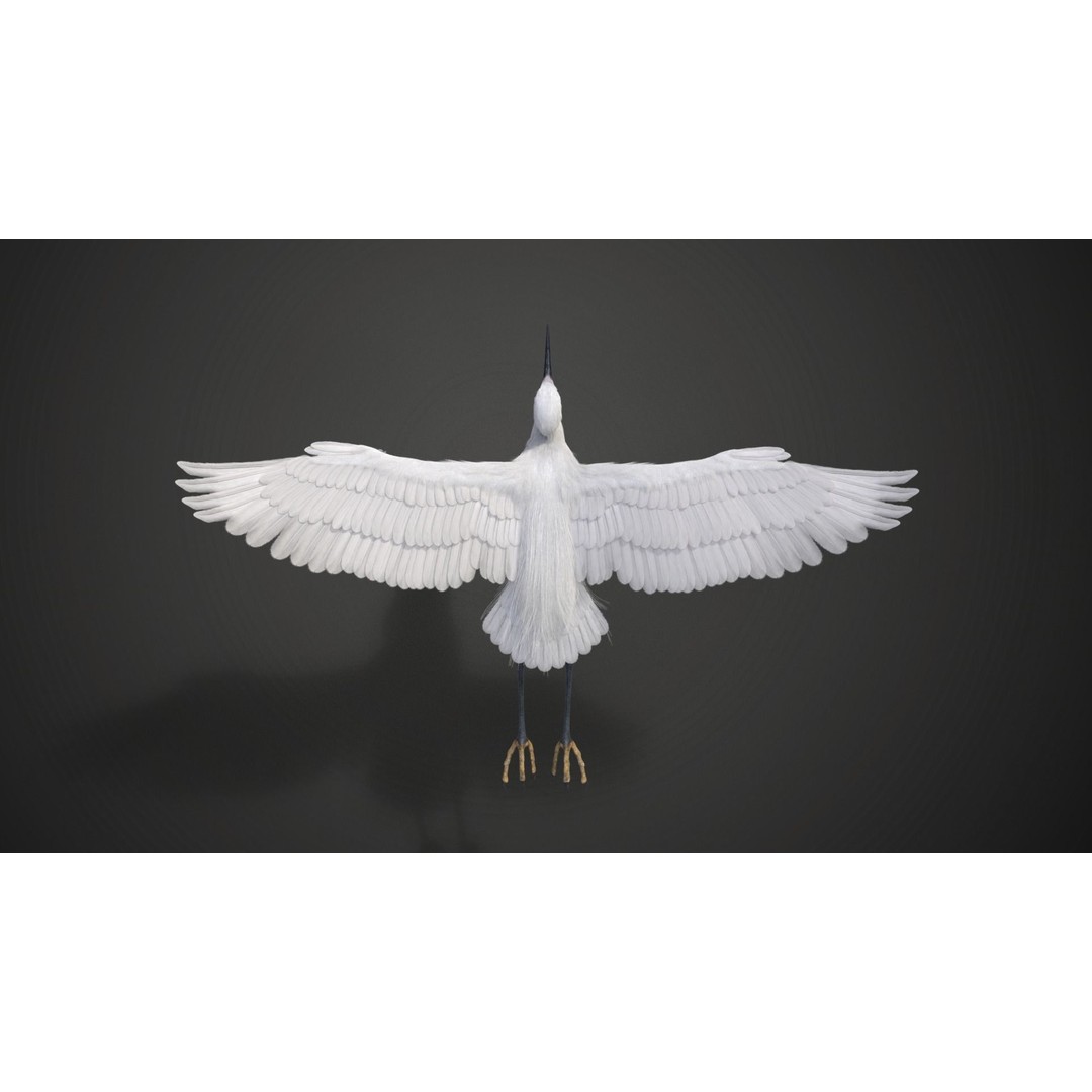 Egret 3D Model – Realistic Animated Bird with Rigging and Textures - View 13