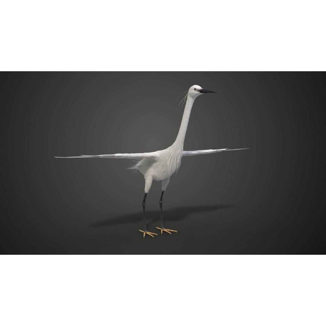 Egret 3D Model – Realistic Animated Bird with Rigging and Textures - View 17