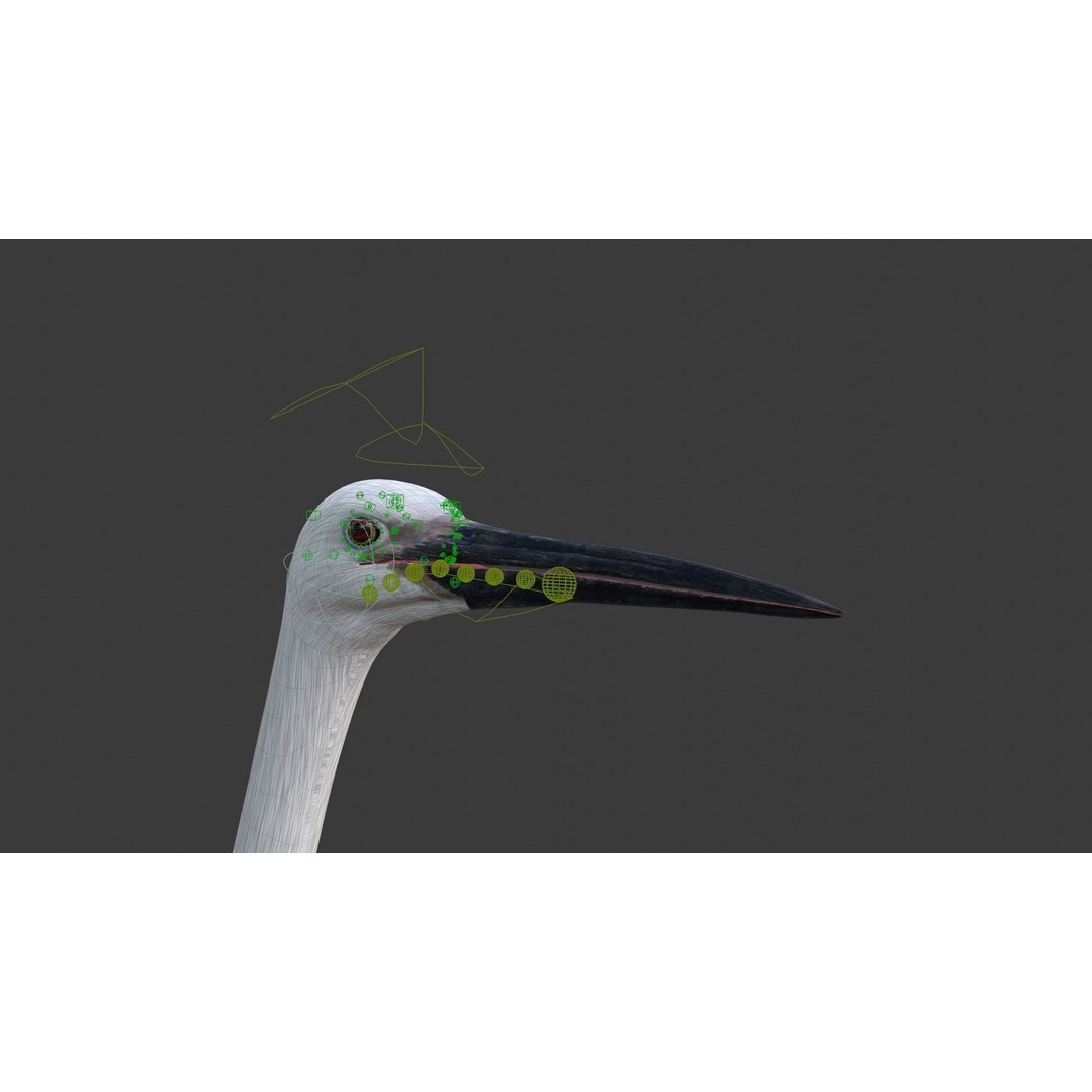 Egret 3D Model – Realistic Animated Bird with Rigging and Textures - View 21