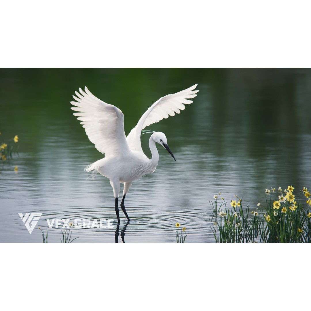 Egret 3D Model – Realistic Animated Bird with Rigging and Textures - View 3