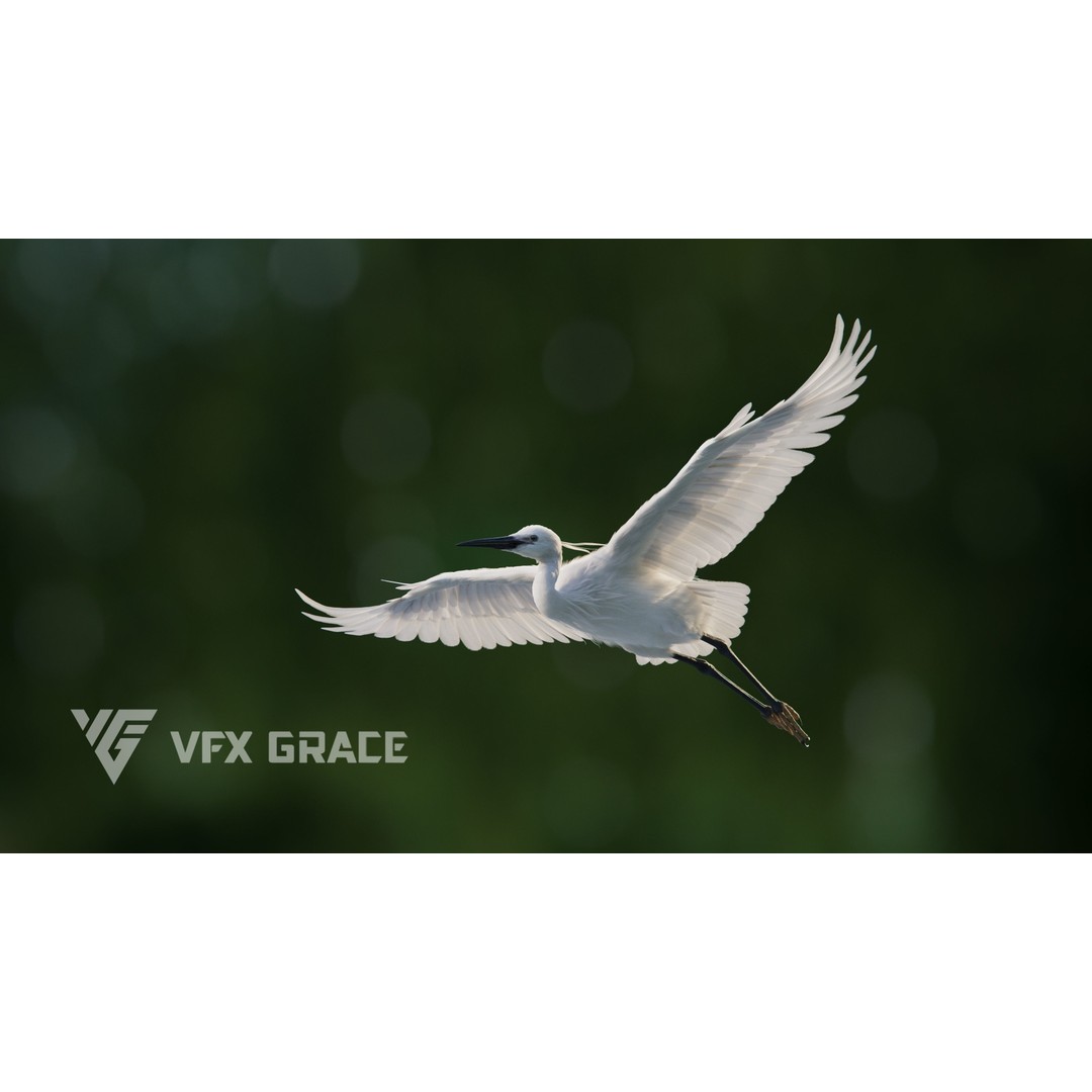 Egret 3D Model – Realistic Animated Bird with Rigging and Textures - View 5