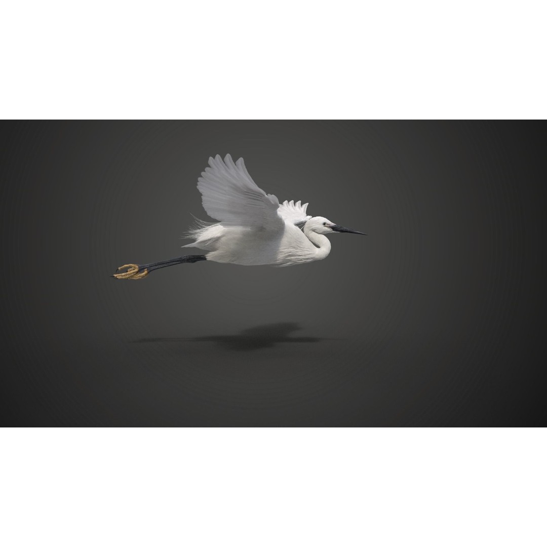 Egret 3D Model – Realistic Animated Bird with Rigging and Textures - View 7