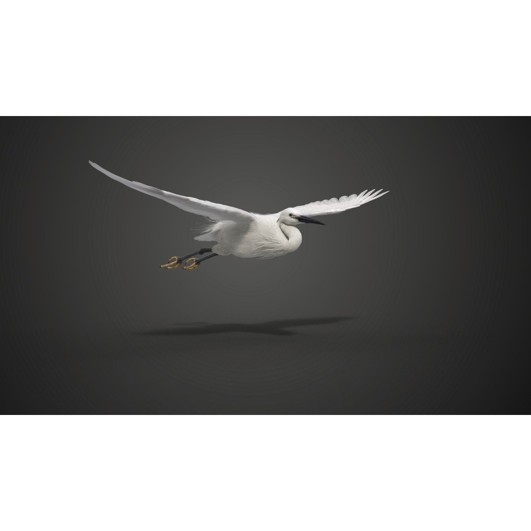 Egret 3D Model – Realistic Animated Bird with Rigging and Textures - View 8