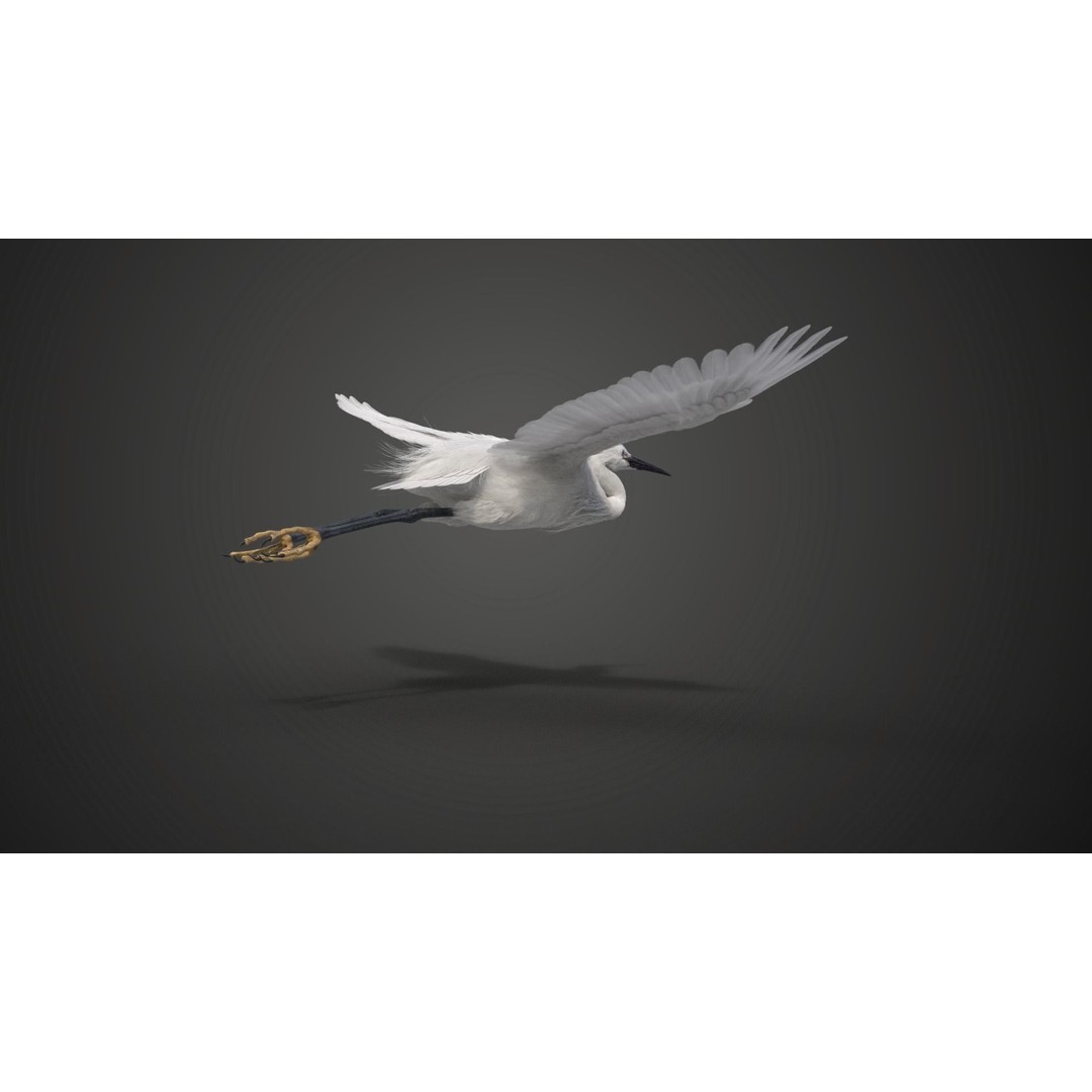 Egret 3D Model – Realistic Animated Bird with Rigging and Textures - View 9