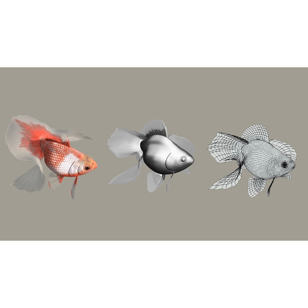 Tosakin Goldfish 3D Model – Low Poly Rigged Asset for Animation - View 12