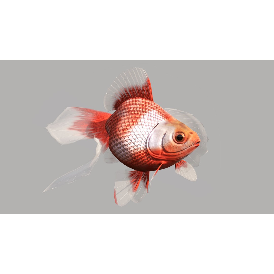 Tosakin Goldfish 3D Model – Low Poly Rigged Asset for Animation - View 3