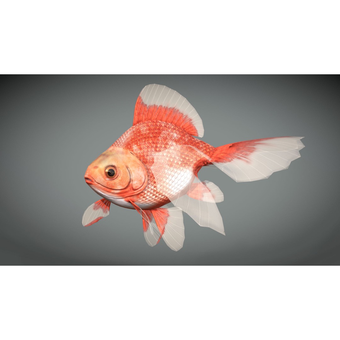 Tosakin Goldfish 3D Model – Low Poly Rigged Asset for Animation - View 4