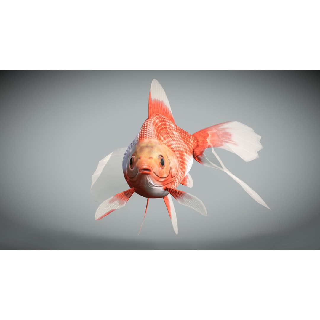 Tosakin Goldfish 3D Model – Low Poly Rigged Asset for Animation - View 5