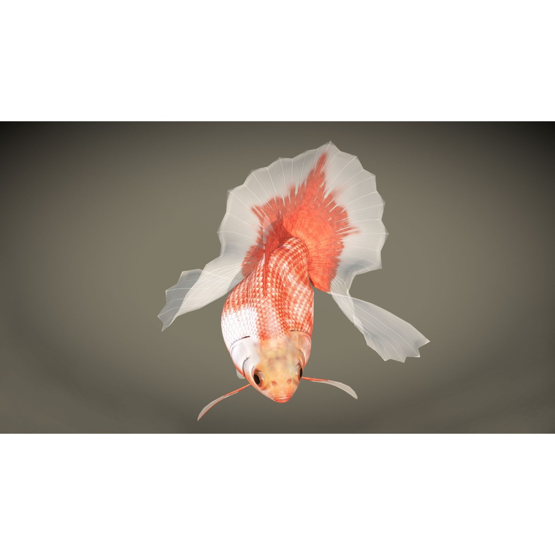Tosakin Goldfish 3D Model – Low Poly Rigged Asset for Animation - View 6
