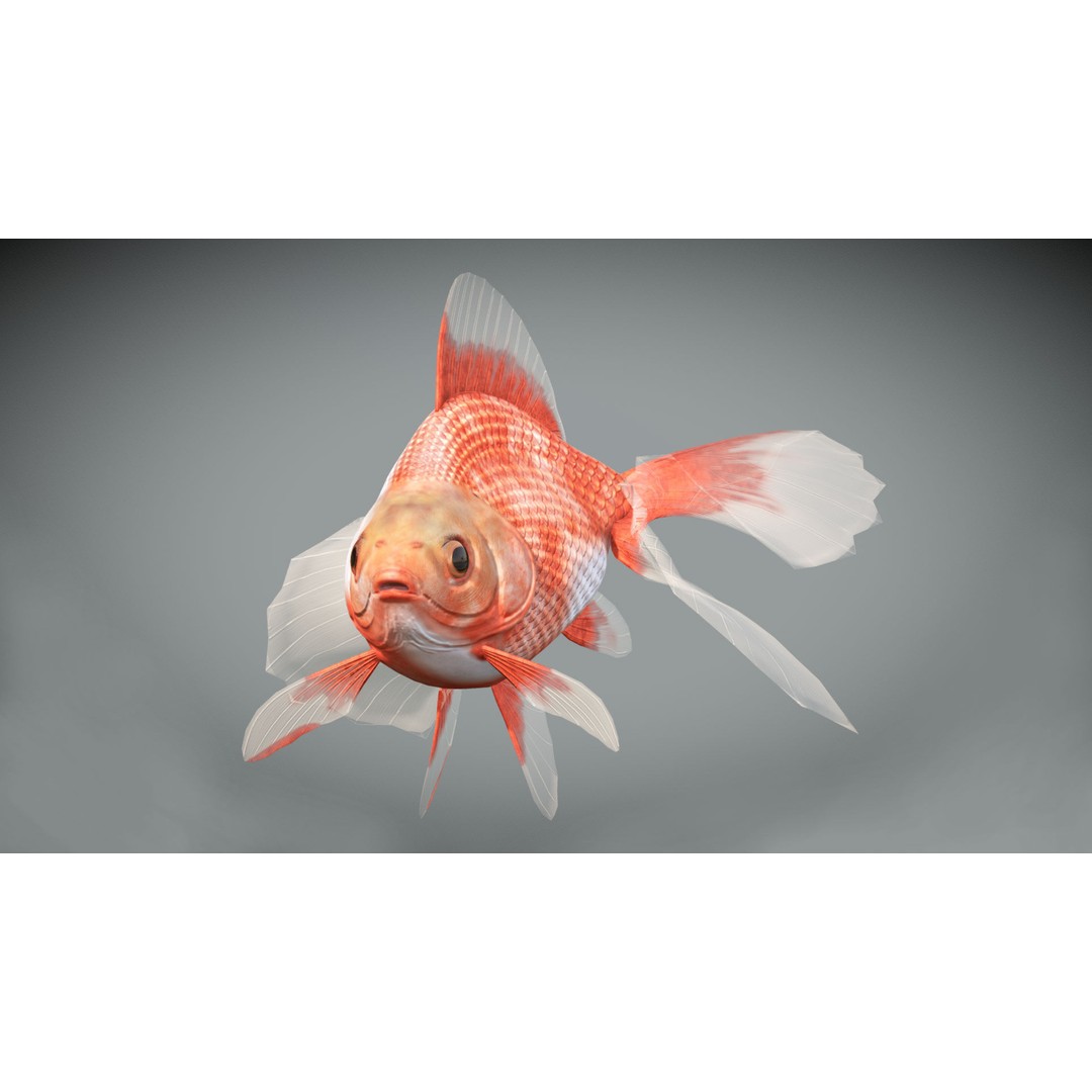 Tosakin Goldfish 3D Model – Low Poly Rigged Asset for Animation - View 7