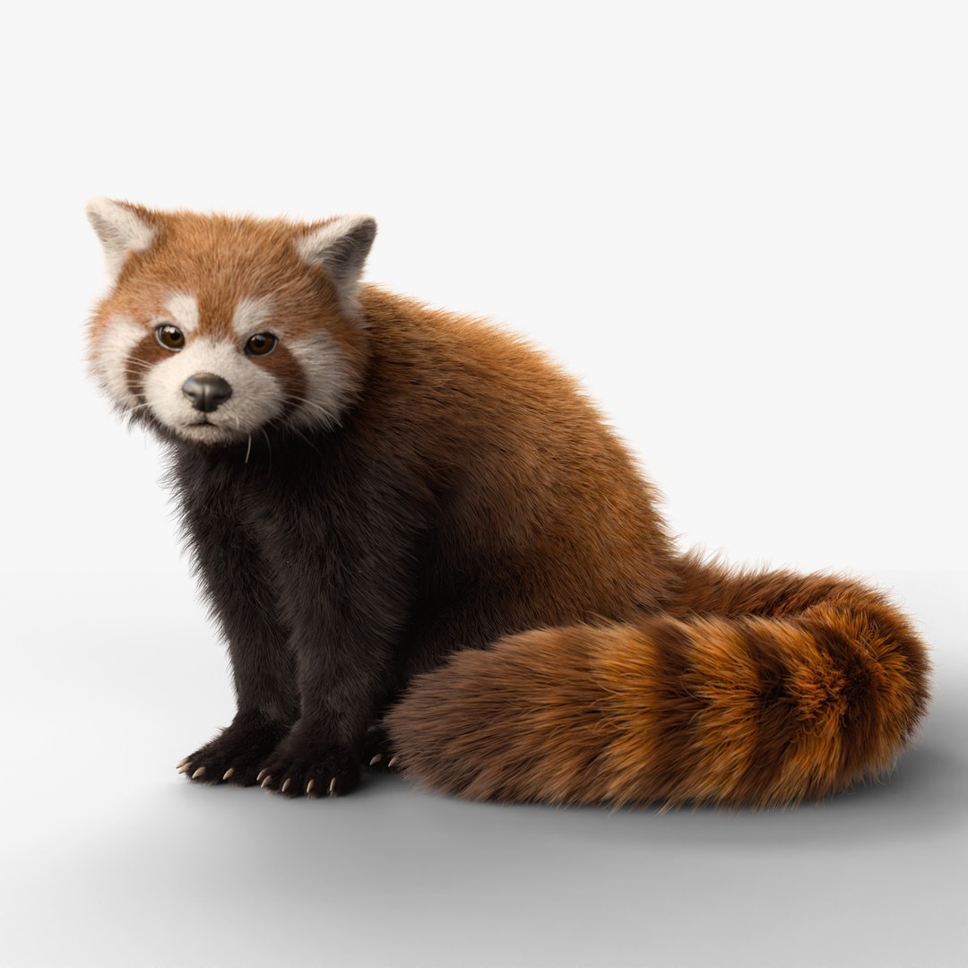Red Panda 3D Model – Rigged Animated Character with PBR Textures - View 10