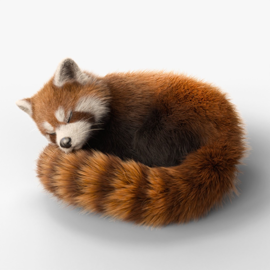 Red Panda 3D Model – Rigged Animated Character with PBR Textures - View 11