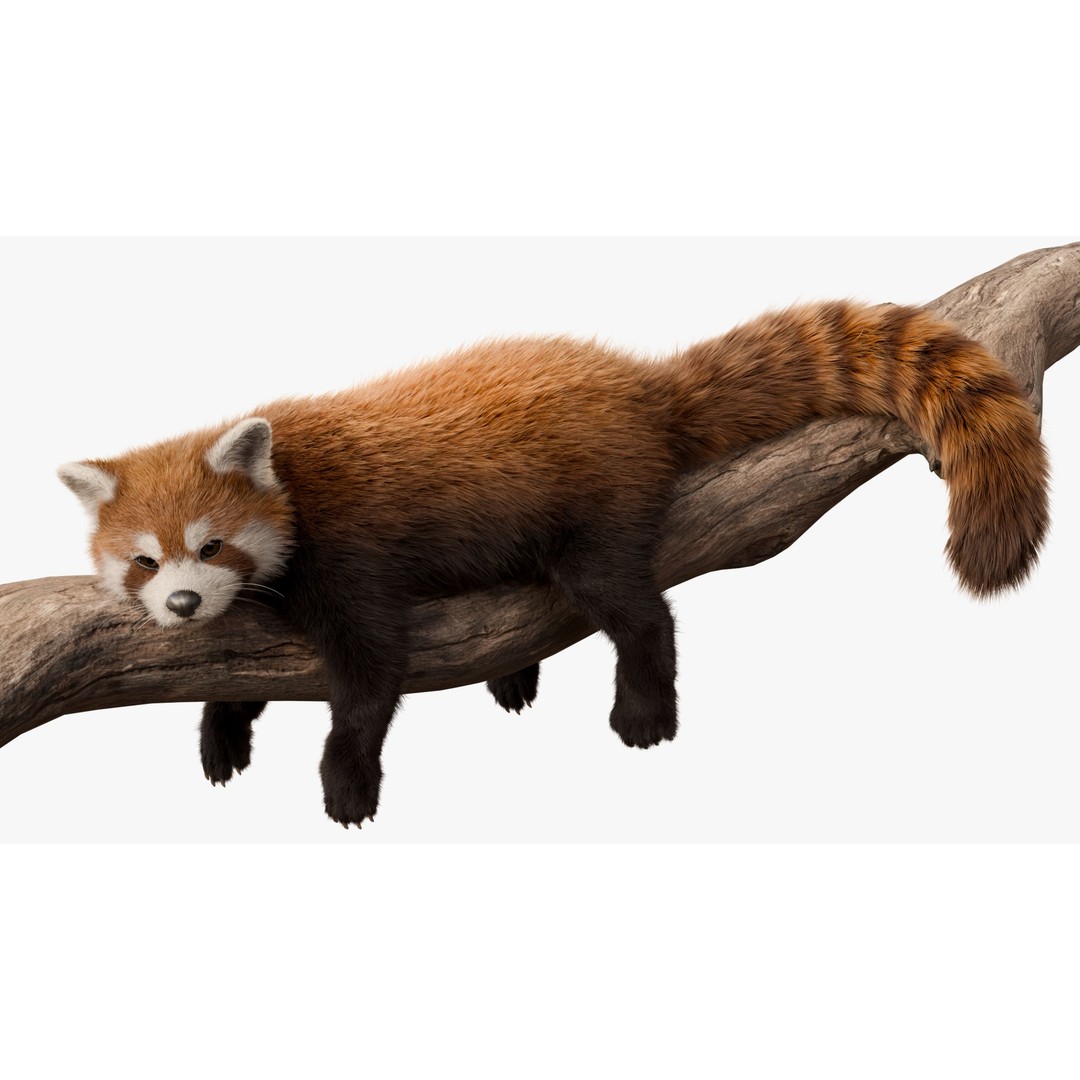 Red Panda 3D Model – Rigged Animated Character with PBR Textures - View 12