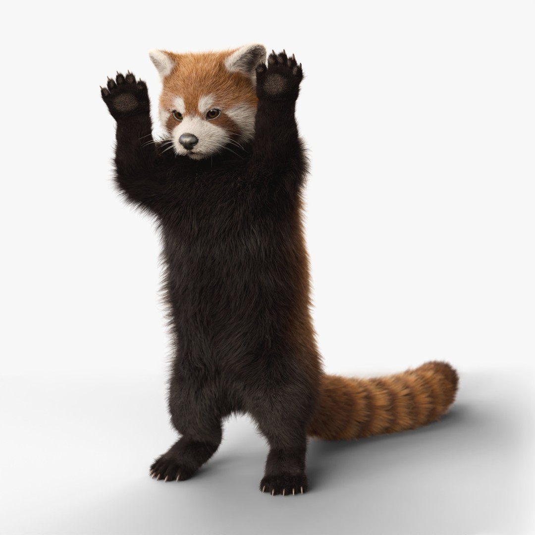 Red Panda 3D Model – Rigged Animated Character with PBR Textures - View 13