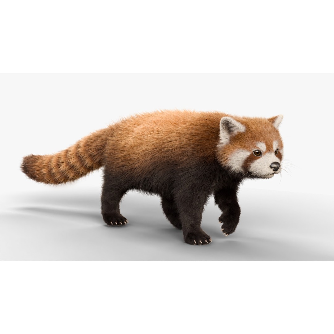 Red Panda 3D Model – Rigged Animated Character with PBR Textures - View 14