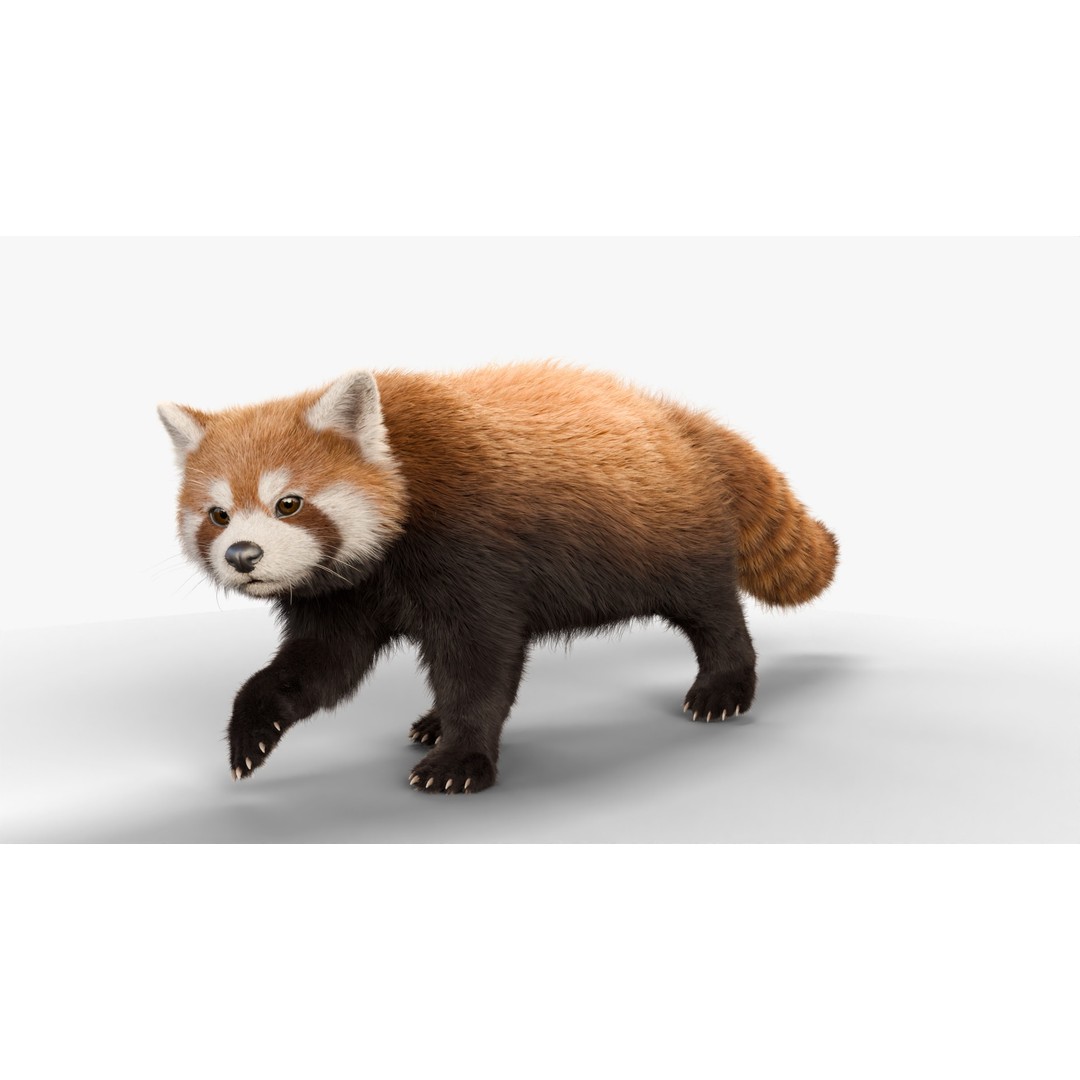 Red Panda 3D Model – Rigged Animated Character with PBR Textures - View 15