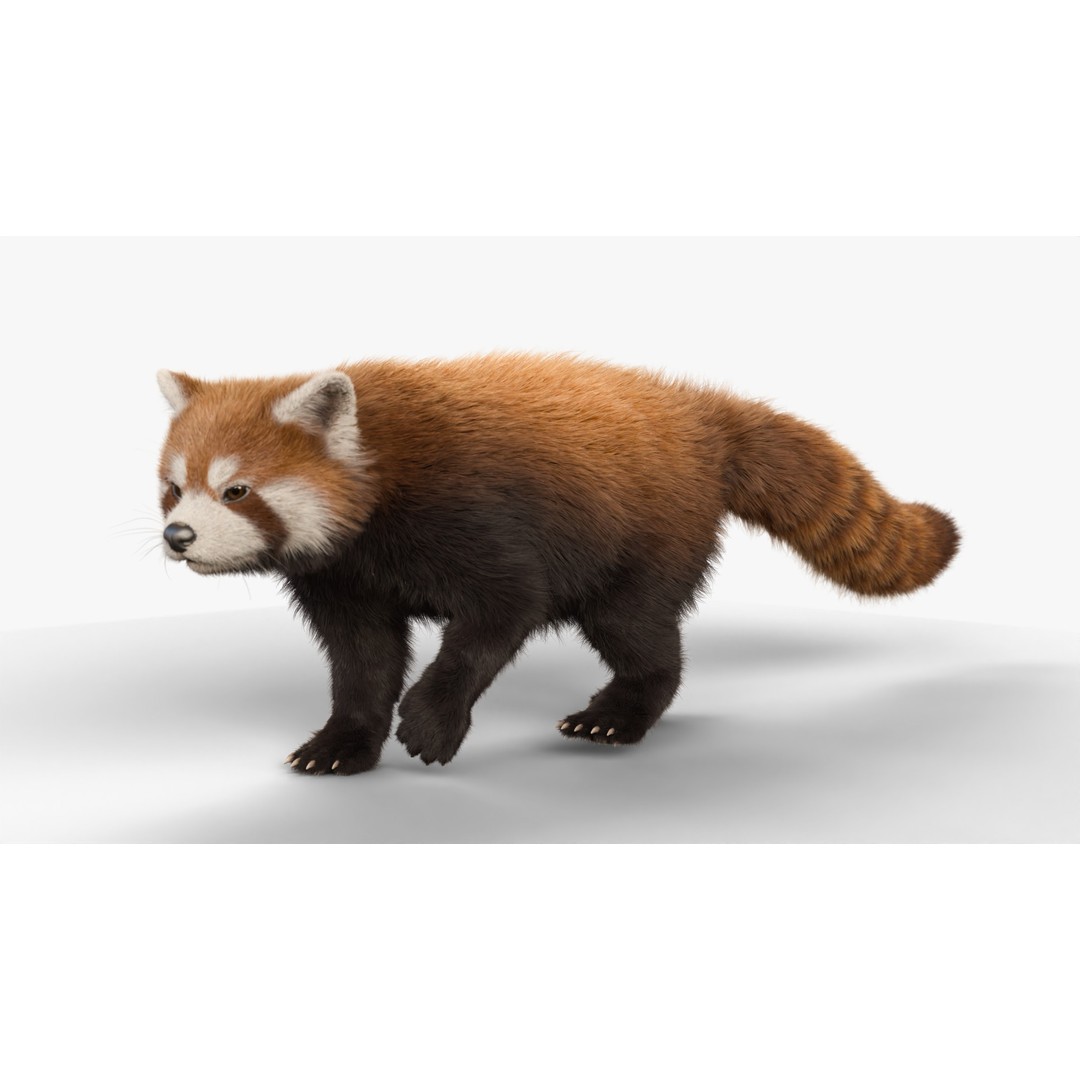 Red Panda 3D Model – Rigged Animated Character with PBR Textures - View 16