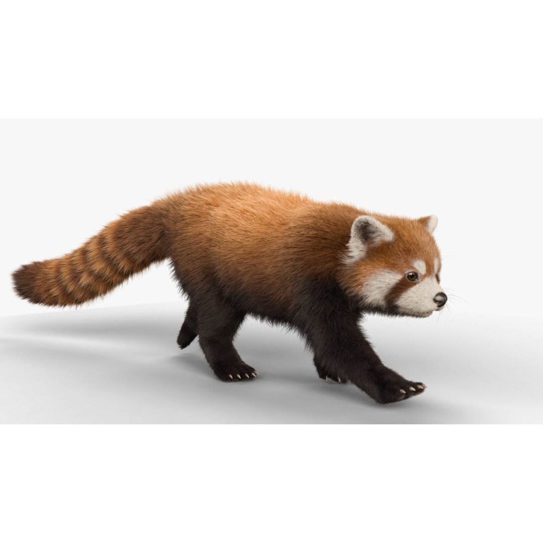 Red Panda 3D Model – Rigged Animated Character with PBR Textures - View 17