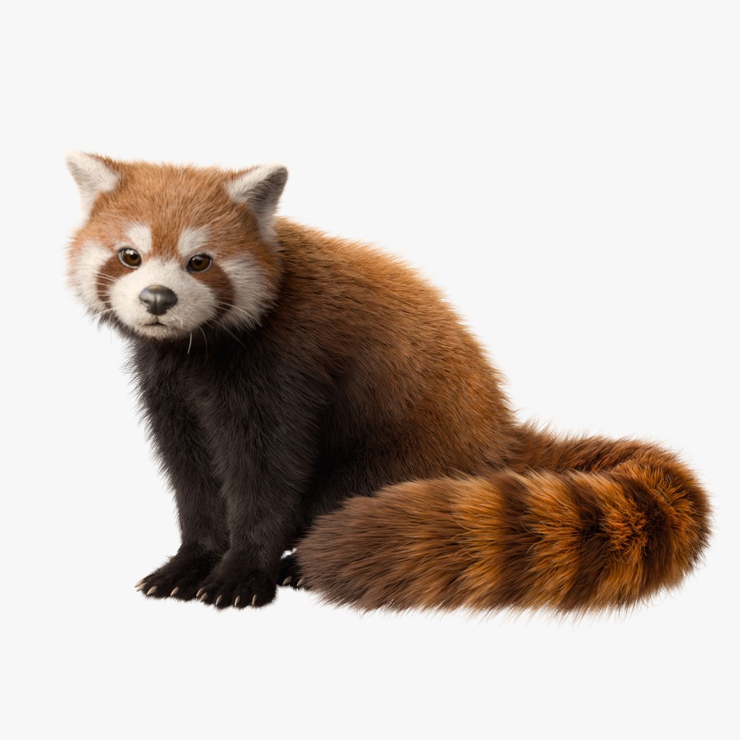 Red Panda 3D Model – Rigged Animated Character with PBR Textures - View 3