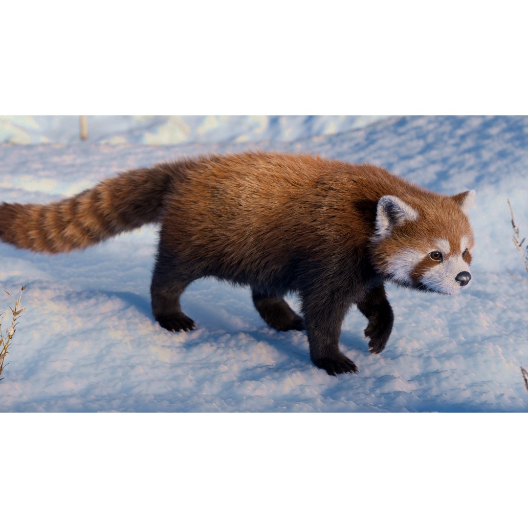 Red Panda 3D Model – Rigged Animated Character with PBR Textures - View 5