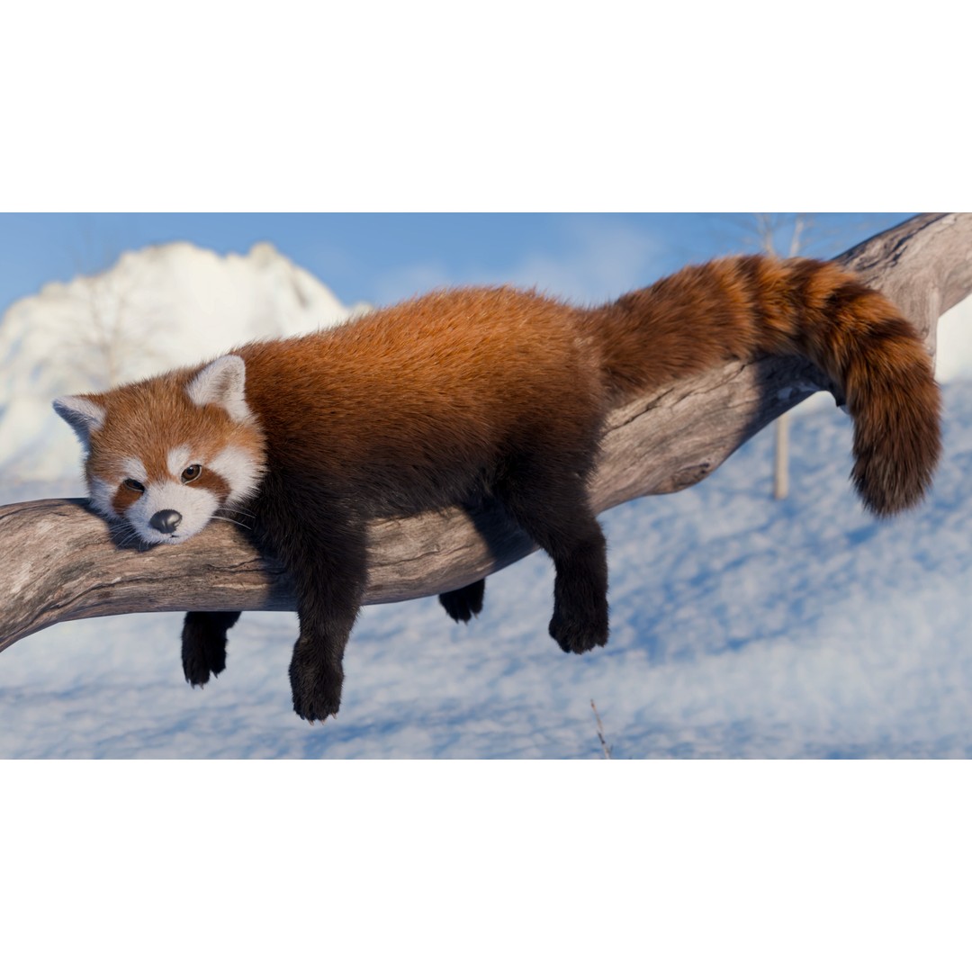 Red Panda 3D Model – Rigged Animated Character with PBR Textures - View 6