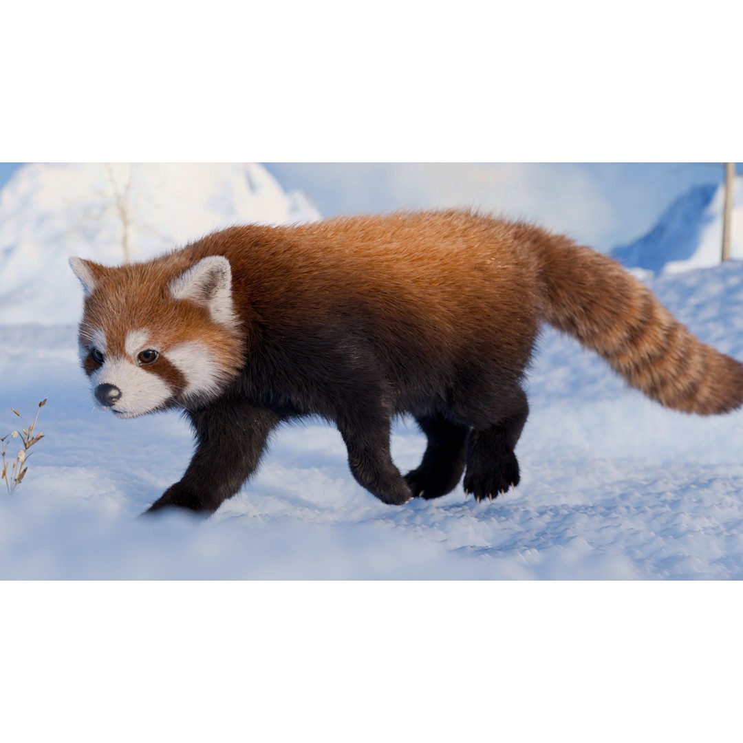 Red Panda 3D Model – Rigged Animated Character with PBR Textures - View 7