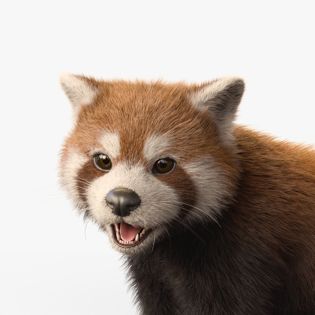 Red Panda 3D Model – Rigged Animated Character with PBR Textures - View 9