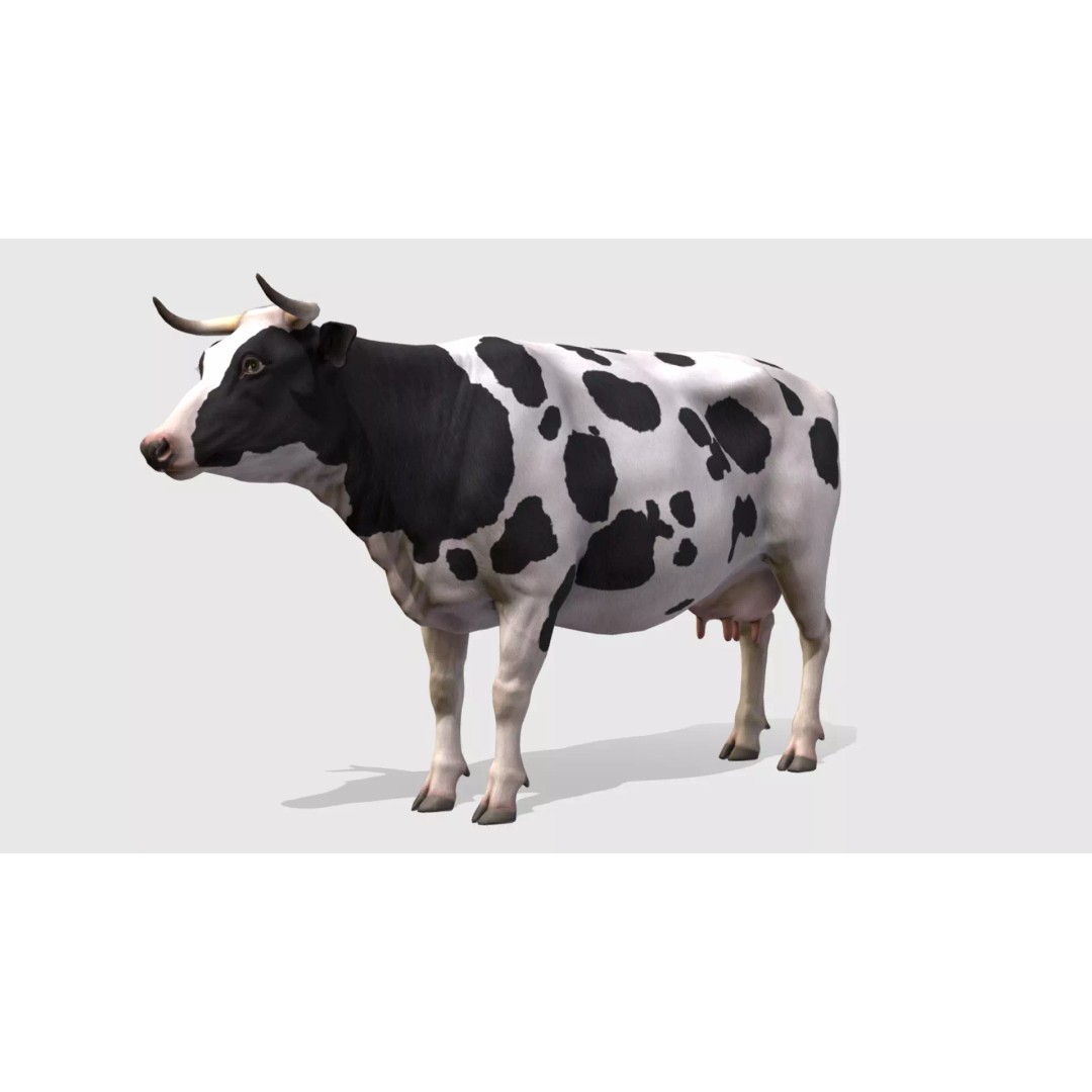 Realistic Cow 3D Model – Low Poly Rigged Asset with Animations, FBX - View 2