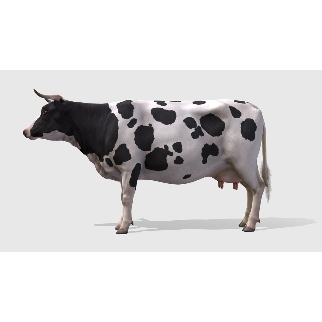 Realistic Cow 3D Model – Low Poly Rigged Asset with Animations, FBX - View 5