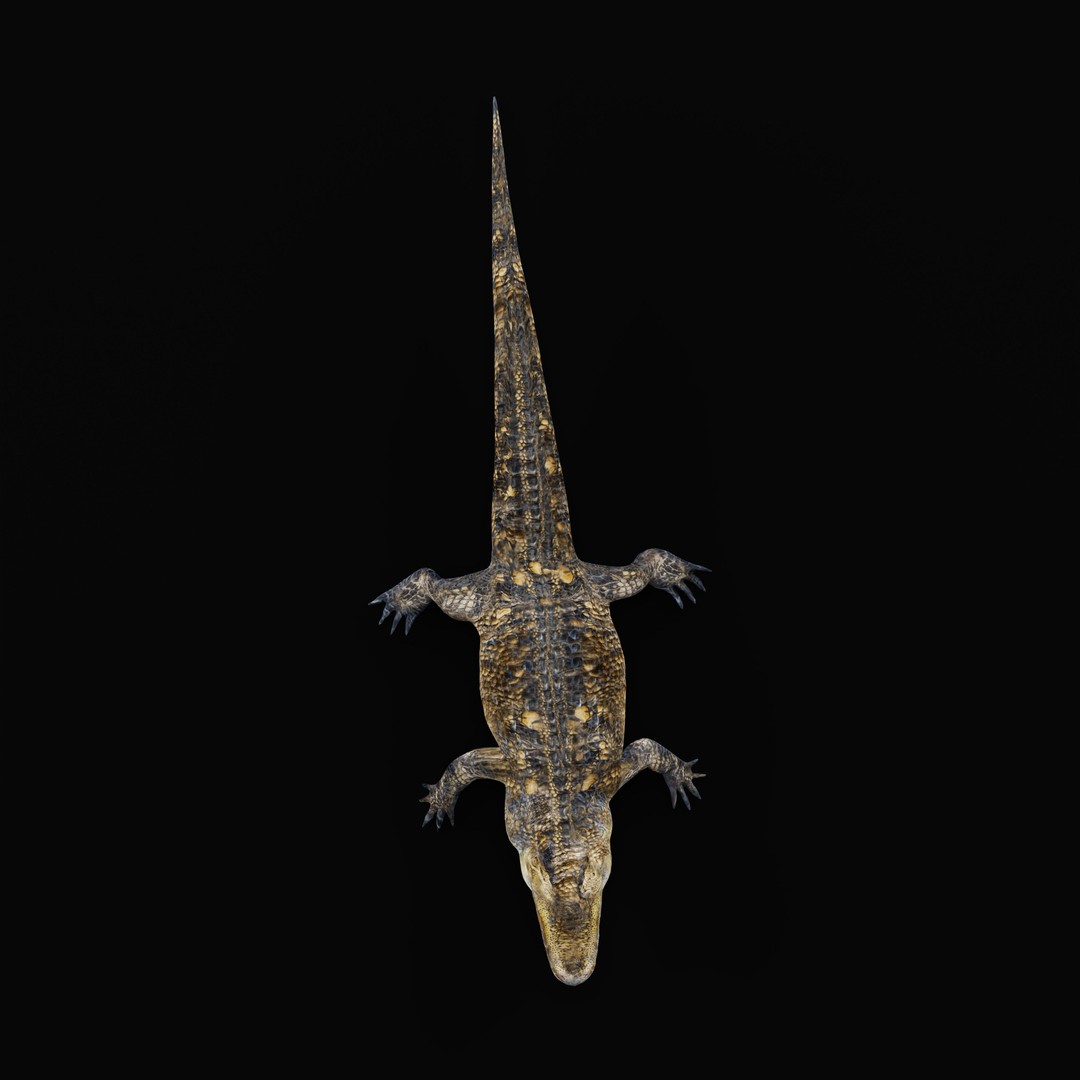 American Alligator 3D Model – Low Poly Rigged Creature, FBX, OBJ