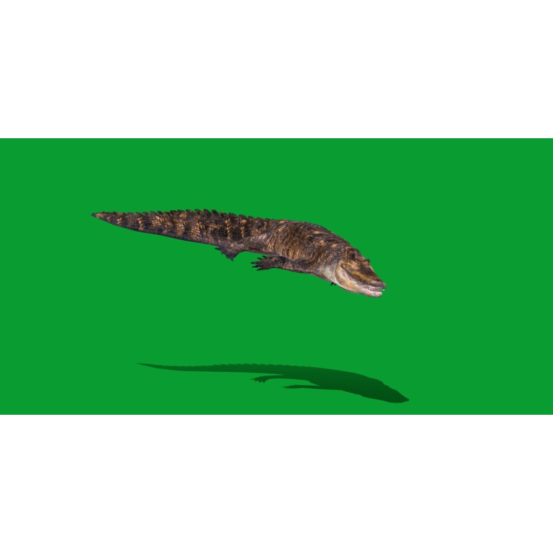 American Alligator 3D Model – Low Poly Rigged Creature, FBX, OBJ - View 11