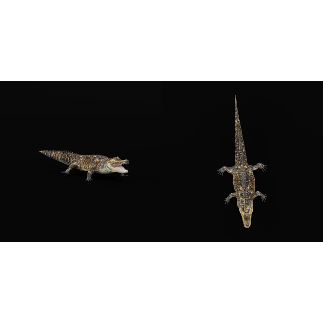American Alligator 3D Model – Low Poly Rigged Creature, FBX, OBJ - View 12