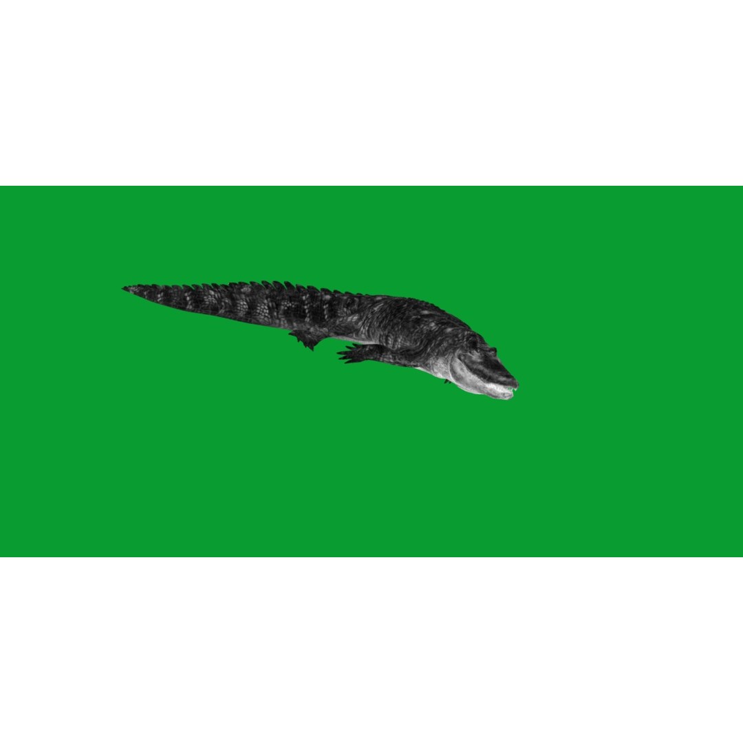 American Alligator 3D Model – Low Poly Rigged Creature, FBX, OBJ - View 13