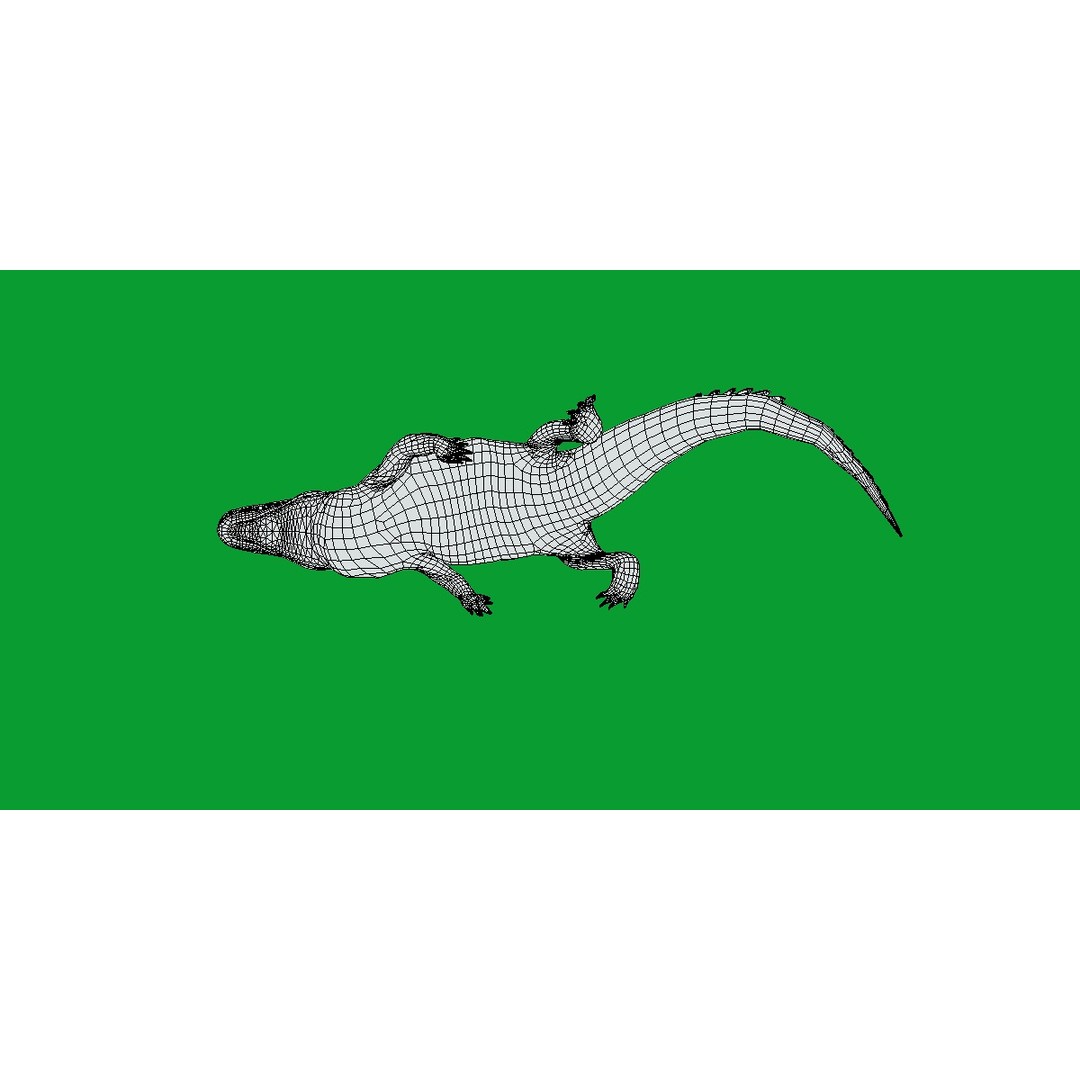 American Alligator 3D Model – Low Poly Rigged Creature, FBX, OBJ - View 17