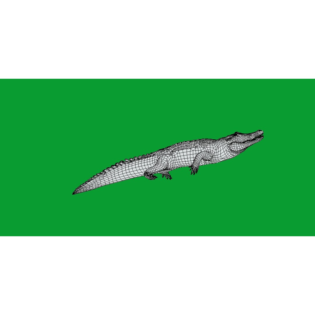 American Alligator 3D Model – Low Poly Rigged Creature, FBX, OBJ - View 18