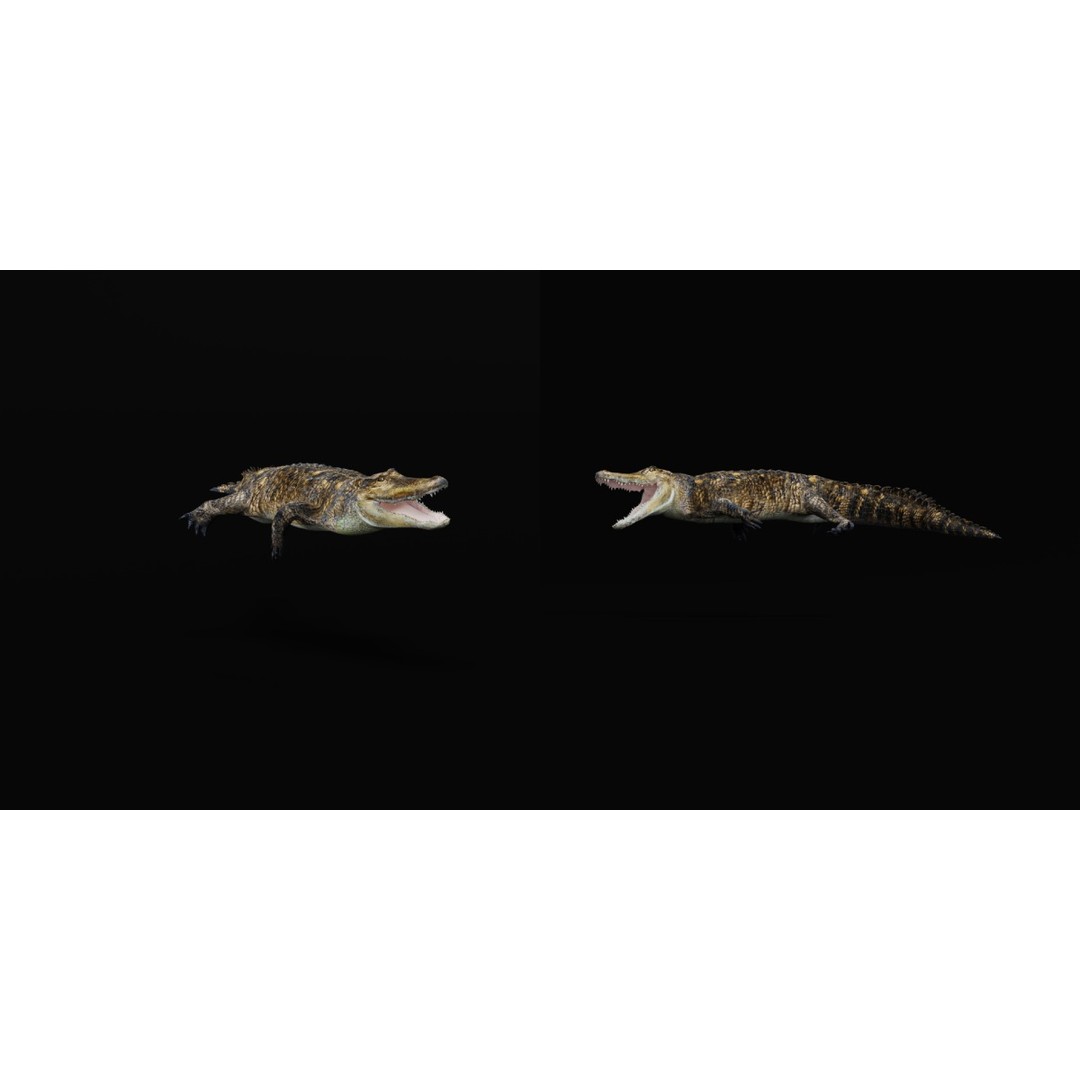 American Alligator 3D Model – Low Poly Rigged Creature, FBX, OBJ - View 19