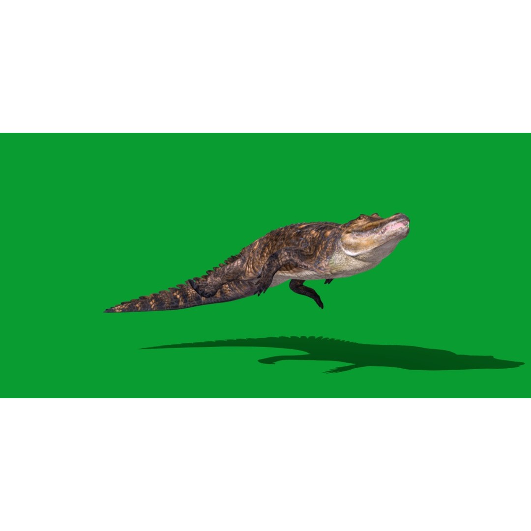 American Alligator 3D Model – Low Poly Rigged Creature, FBX, OBJ - View 23