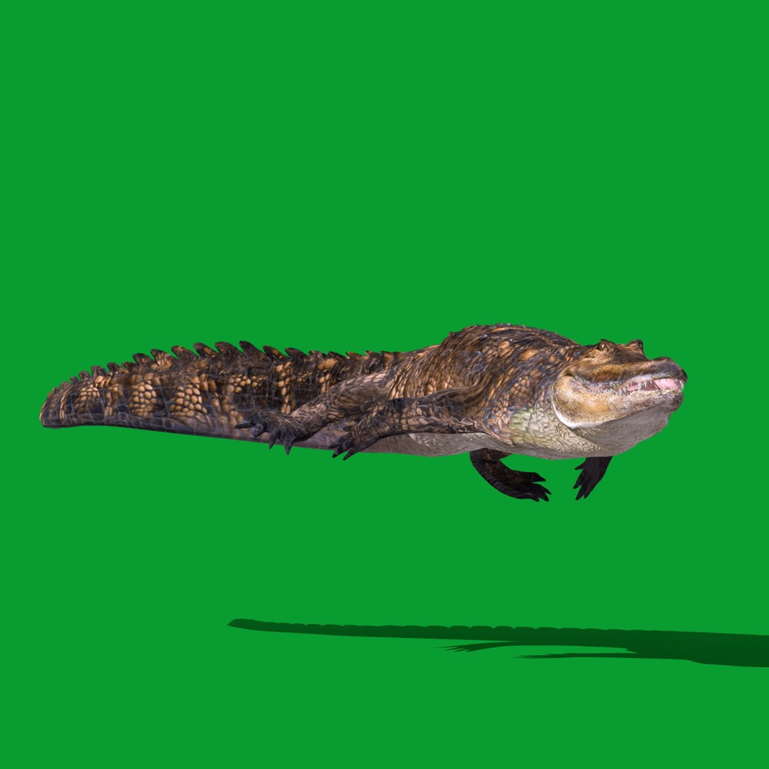American Alligator 3D Model – Low Poly Rigged Creature, FBX, OBJ - View 24