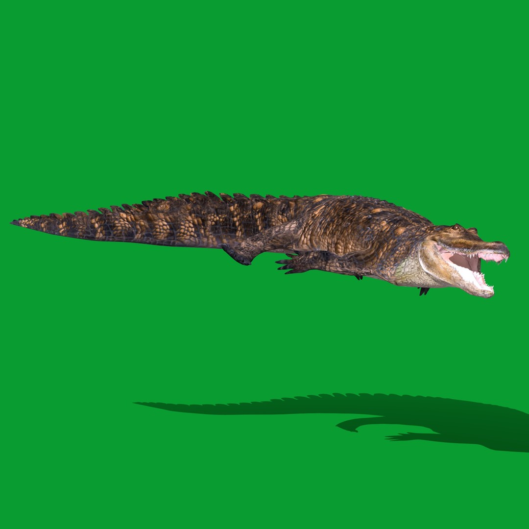 American Alligator 3D Model – Low Poly Rigged Creature, FBX, OBJ - View 25