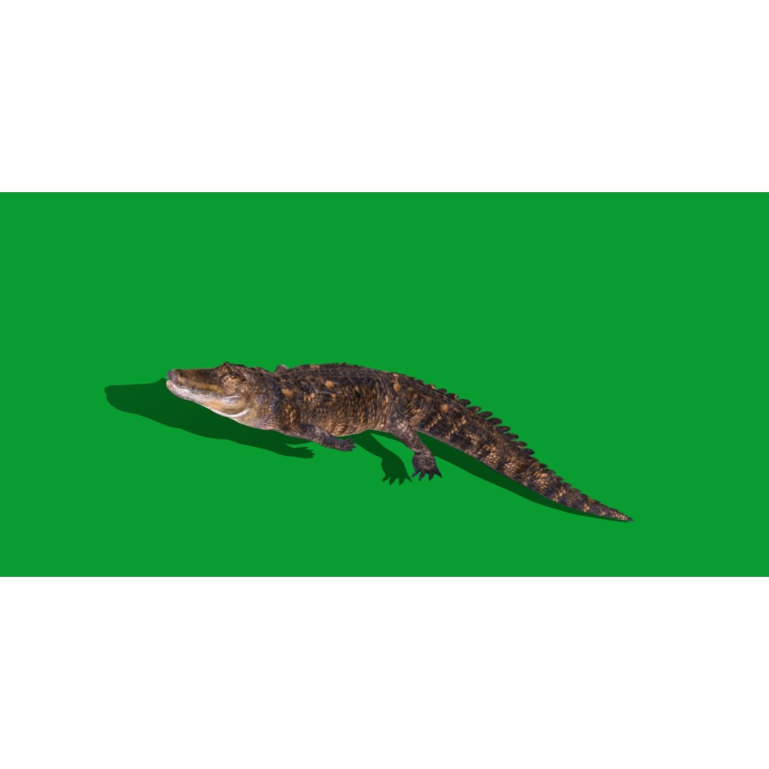American Alligator 3D Model – Low Poly Rigged Creature, FBX, OBJ - View 26