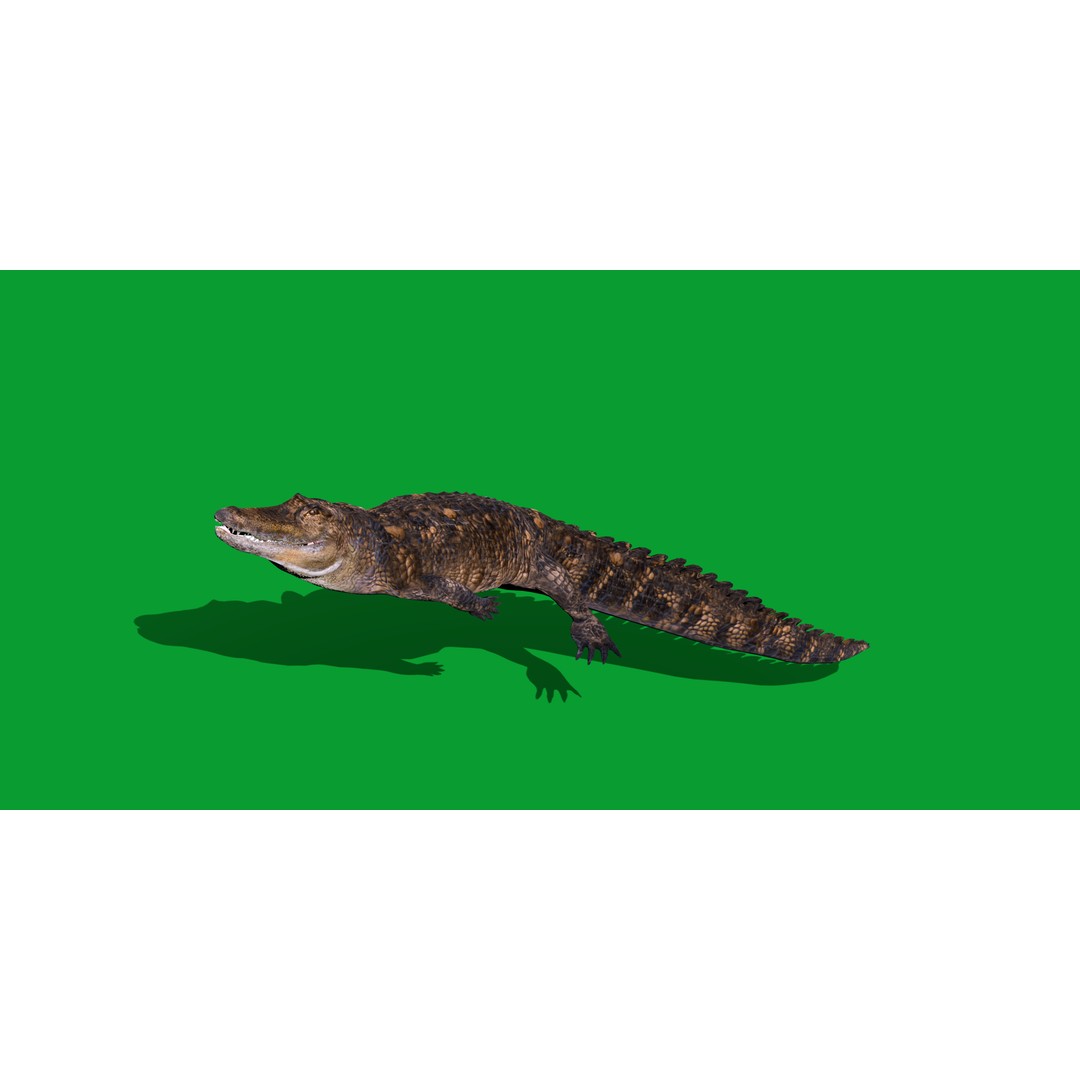 American Alligator 3D Model – Low Poly Rigged Creature, FBX, OBJ - View 3